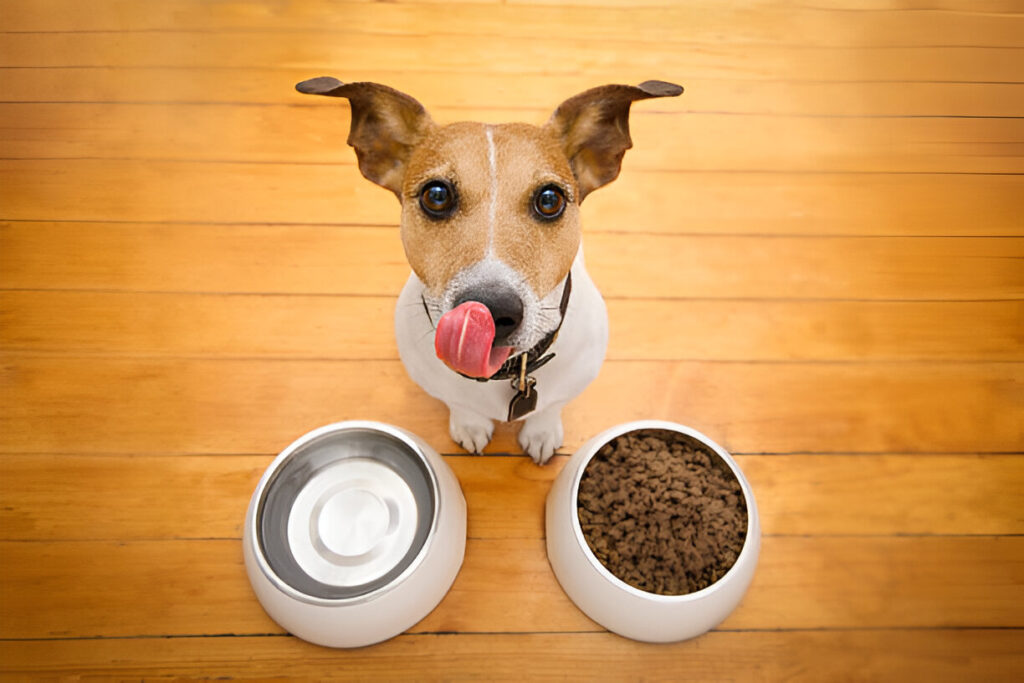 How Quality Dog Food Can Improve Your Dog’s Energy Levels and Vitality